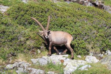 Mountain goat in Chamonix