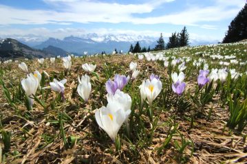 Crocus field on the Rigi mountain near Lucerne