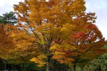 Autumn in restaurant nr 3 at CERN